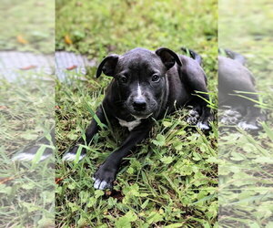 Staffordshire Bull Terrier Dogs for adoption in Maryville, TN, USA