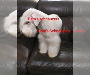 Father of the Schnauzer (Miniature) puppies born on 11/20/2022