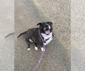 Birdie - Female Basset Hound-Unknown Mix Dog for Adoption - Photo #7