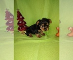 Puppy 2 Yorkshire Terrier