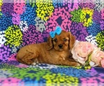 Small Photo #5 Cavalier King Charles Spaniel Puppy For Sale in QUARRYVILLE, PA, USA