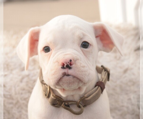 Medium Photo #2 Boxer Puppy For Sale in SHIPSHEWANA, IN, USA