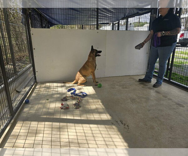 Medium Photo #3 Mutt Puppy For Sale in Imlay City, MI, USA