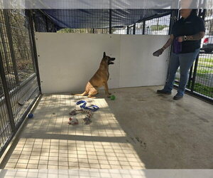 John Wick Located in Colorado - Male Mutt Dog for Adoption - Photo #3