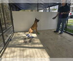 Small #2 Mutt