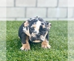 Small #18 English Bulldog