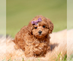 Small #3 Maltipoo (Miniature)