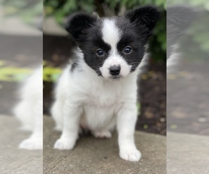 Papillon Puppy for sale in CANOGA, NY, USA