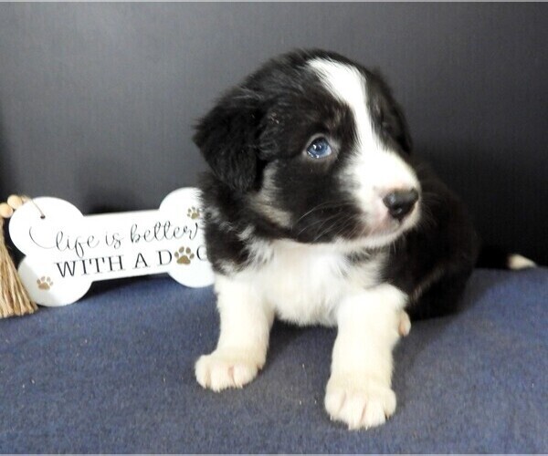 Medium Photo #1 Border Collie Puppy For Sale in CARLISLE, KY, USA