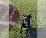 Small Photo #2 Mutt Puppy For Sale in Las Vegas, NV, USA