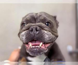 French Bulldog Dogs for adoption in HESPERIA, CA, USA