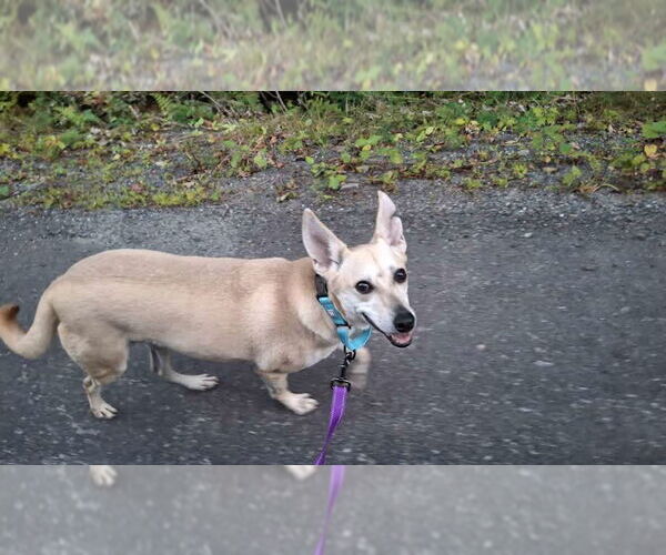 Medium Photo #8 Saluki-Whippet Mix Puppy For Sale in Sebec, ME, USA