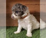 Small Photo #10 Poodle (Miniature) Puppy For Sale in FILLMORE, UT, USA