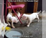 Small Photo #43 Dogo Argentino Puppy For Sale in PINEVILLE, MO, USA