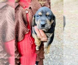 Catahoula Leopard Dog Puppy for sale in COOKEVILLE, TN, USA