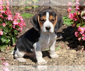 Beagle Puppy for sale in PITTSBURGH, PA, USA