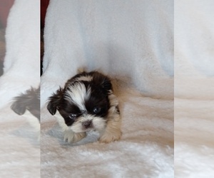 Shih Tzu Puppy for sale in INDIANAPOLIS, IN, USA