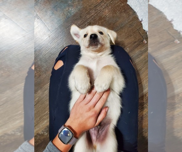 Medium Photo #31 Goberian Puppy For Sale in BEAVER DAM, WI, USA