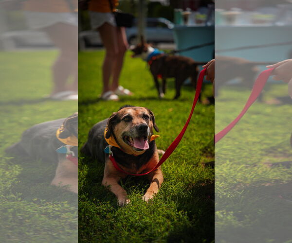 Medium Photo #7 Mutt Puppy For Sale in Oakhurst, NJ, USA