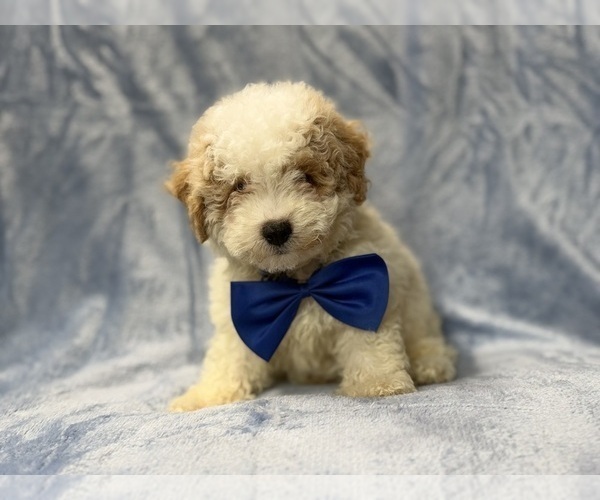 Medium Photo #6 Bichpoo Puppy For Sale in LAKELAND, FL, USA