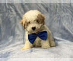 Hercules - Male Bichpoo Puppy for Sale - Photo #6