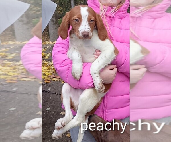 Medium Photo #2 Brittany Puppy For Sale in DOWAGIAC, MI, USA