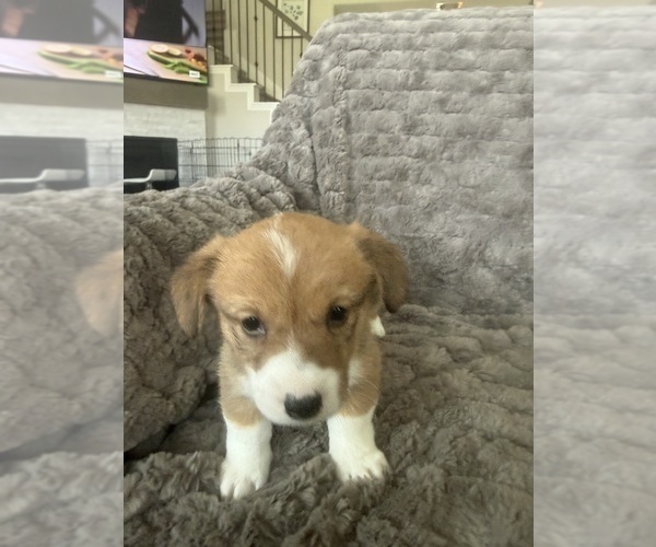 Medium Photo #5 Pembroke Welsh Corgi Puppy For Sale in BAYTOWN, TX, USA