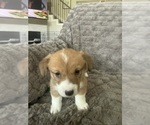 Small #4 Pembroke Welsh Corgi