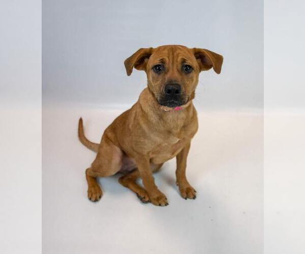 Medium Photo #5 Labrador Retriever-Unknown Mix Puppy For Sale in Kennesaw, GA, USA