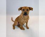 Small #4 Labrador Retriever Mix