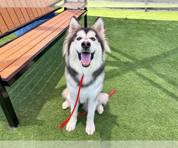 Medium Photo #1 Siberian Husky Puppy For Sale in Orange, CA, USA