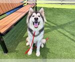 Small Siberian Husky