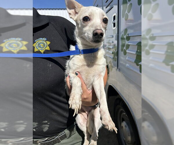 Medium Photo #1 Chihuahua Puppy For Sale in Bakersfield, CA, USA