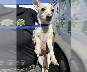 Chihuahua Dogs for adoption in Bakersfield, CA, USA