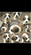 Saint Bernard Puppy for sale in UTICA, NE, USA