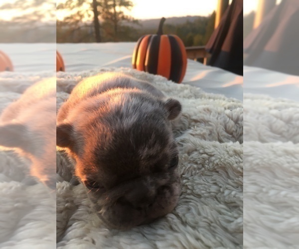 Medium Photo #26 French Bulldog Puppy For Sale in PLACERVILLE, CA, USA