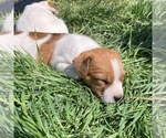 Puppy Male 2 Parson Russell Terrier