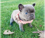 Small Photo #16 French Bulldog Puppy For Sale in MARYSVILLE, WA, USA