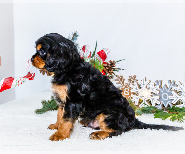 Medium Photo #62 Cavalier King Charles Spaniel Puppy For Sale in WAKARUSA, IN, USA