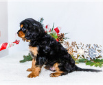 Small Photo #62 Cavalier King Charles Spaniel Puppy For Sale in WAKARUSA, IN, USA