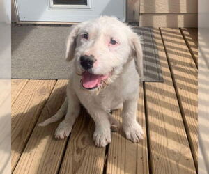 Mutt Dogs for adoption in Grafton, WI, USA