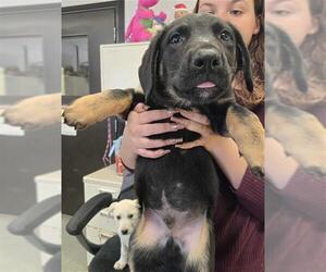 American Pit Bull Terrier-Unknown Mix Dogs for adoption in Stockton, CA, USA