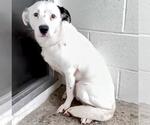 Small #1 Border Collie