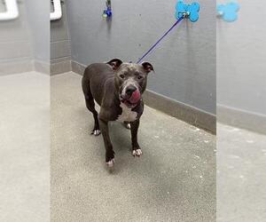 Mutt Dogs for adoption in Las Vegas, NV, USA