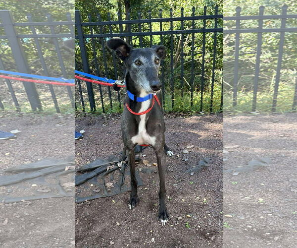 Medium Photo #2 Greyhound Puppy For Sale in Cherry Hill, NJ, USA