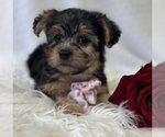 Small Photo #7 Morkie Puppy For Sale in ROCK STREAM, NY, USA
