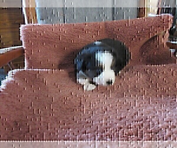 Medium Photo #7 Australian Shepherd Puppy For Sale in AUBURN, IN, USA