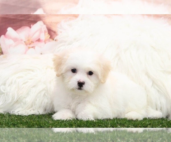 Medium Photo #1 Zuchon Puppy For Sale in MARIETTA, GA, USA