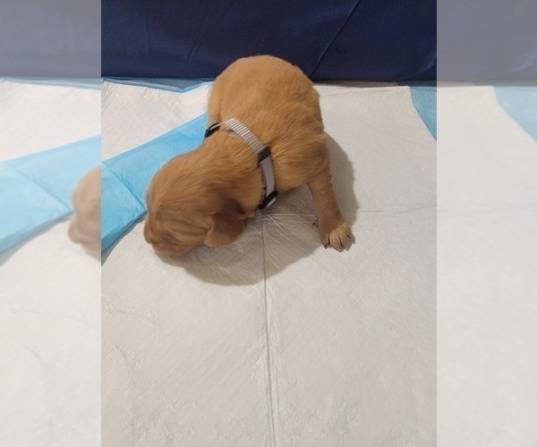 Medium Photo #14 Golden Retriever Puppy For Sale in RENO, NV, USA