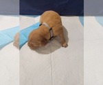 Small #9 Golden Retriever